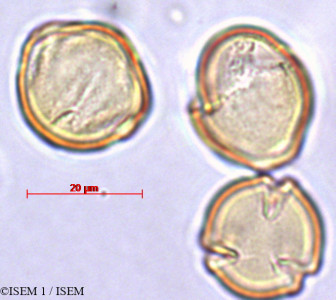 ISEM 1/Mesembryanthemum_crystallinum_27864/Mesembryanthemum_crystallinum_27864_0001(copy)_thumb.jpg
